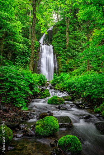 Majestic Kumoi Waterfall Cascading Through Oirase's Lush Forest, Aomori, Japan photo