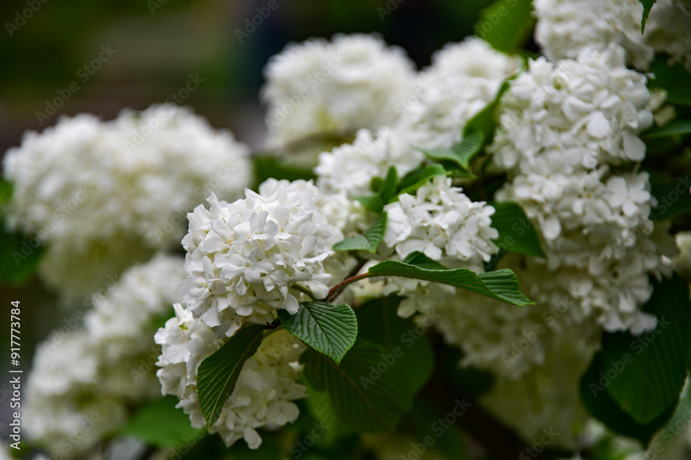 Close-up of beautiful hydrangea bush in the garden Close-up of beautiful hydrangea bush in the garden