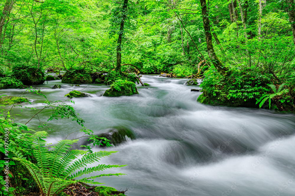 Fototapeta premium Flowing Waters of Oirase River Through Aomori's Verdant Forest