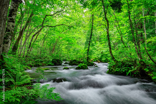 Flowing Waters of Oirase River Through Aomori's Verdant Forest, Japan