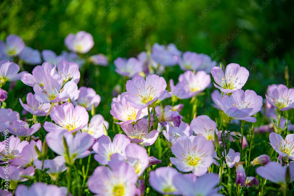 Close-up of Pink Evening Primrose, Oenothera speciosa Close-up of Pink Evening Primrose, Oenothera speciosa