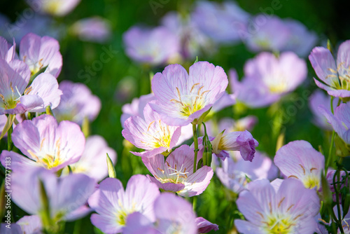 Close-up of Pink Evening Primrose, Oenothera speciosa