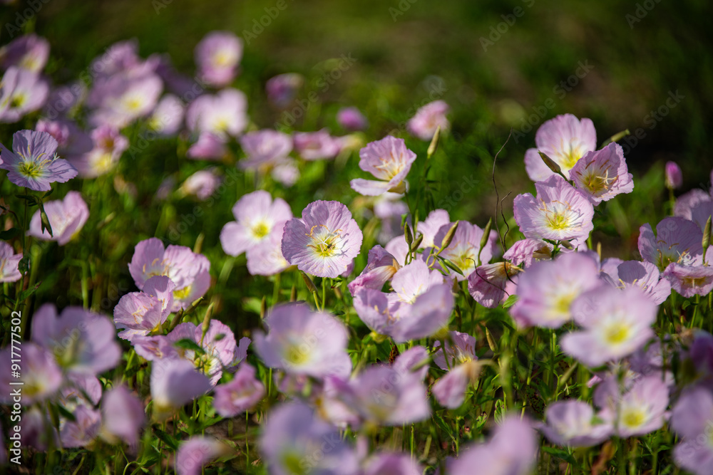 Close-up of Pink Evening Primrose, Oenothera speciosa Close-up of Pink Evening Primrose, Oenothera speciosa