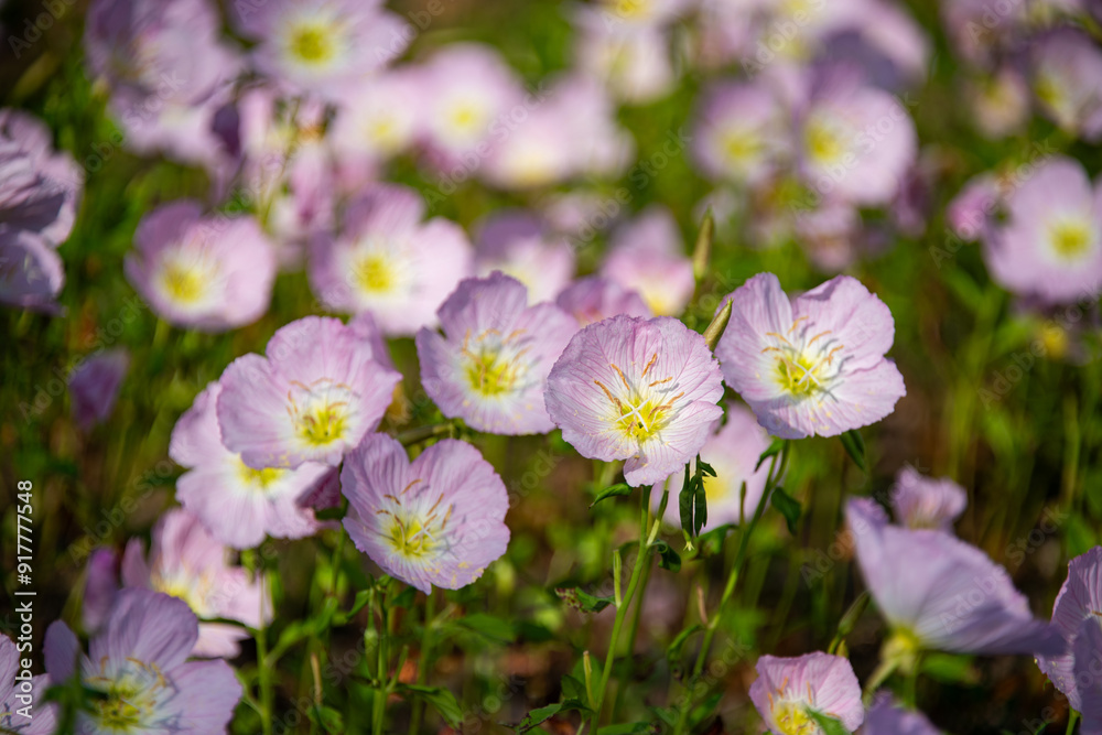 Close-up of Pink Evening Primrose, Oenothera speciosa Close-up of Pink Evening Primrose, Oenothera speciosa