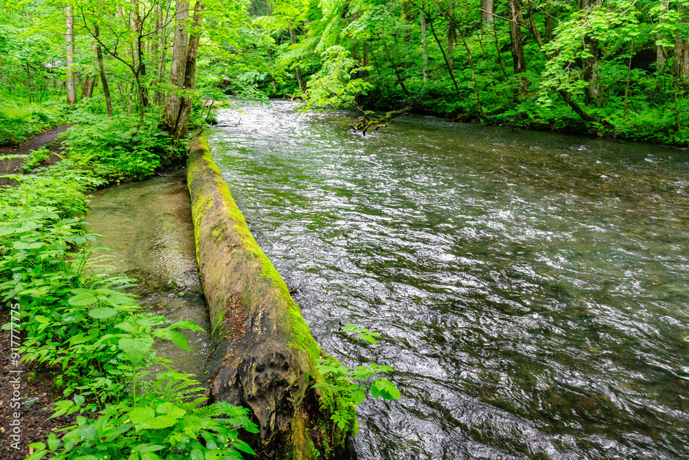 Obraz premium Mossy Pathway Along Oirase Gorge Stream, Aomori, Japan