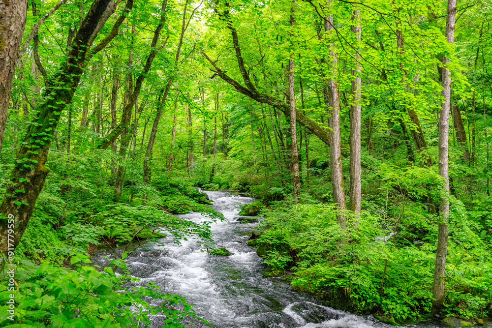 Flowing Waters of Oirase River Through Aomori's Verdant Forest, Japan Flowing Waters of Oirase River Through Aomori's Verdant Forest, Japan
