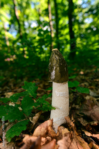 Common stinkhorn // Stinkmorchel  (Phallus impudicus) photo