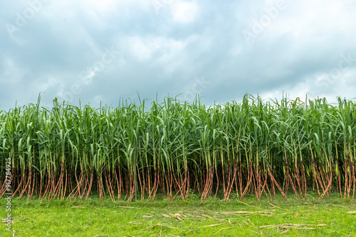 Sugarcane field plant green natural background.it taste sweet and good for health.