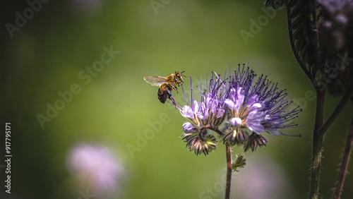 Sonnenblumen, Pferden und Grashupfern Schmetterlingen Blumen