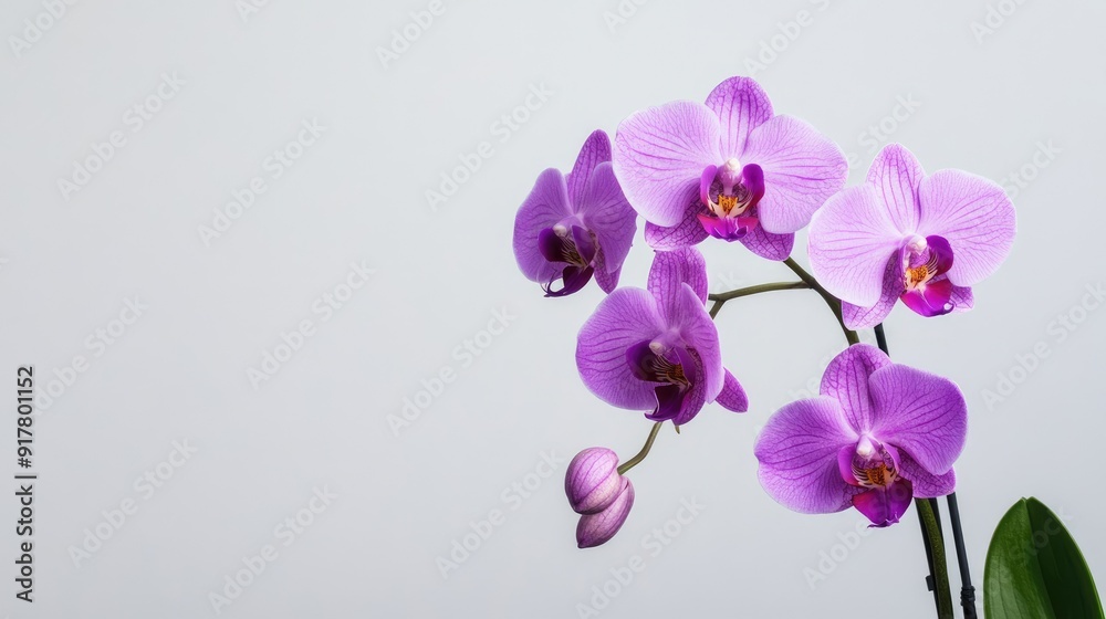A purple orchid blooming beautifully in a minimalist modern space, showcasing its vibrant color and elegance. A purple orchid blooming beautifully in a minimalist modern space, showcasing its vibrant color and elegance.