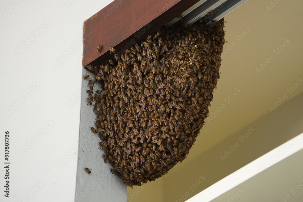 Crowded bees hold on the beehive in the house Crowded bees hold on the beehive in the house