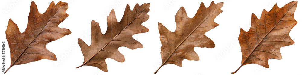 Brown Oak Leaves in Close-up on Transparent Background Brown Oak Leaves in Close-up on Transparent Background