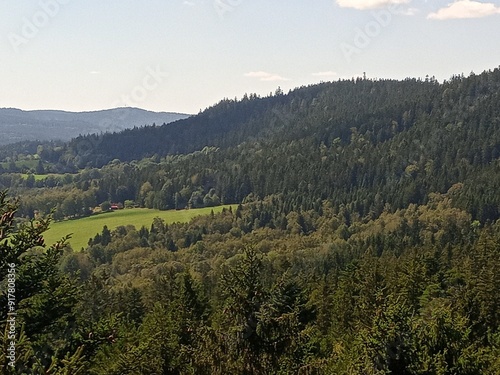 forest in the mountains