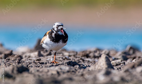 The Ruddy Turnstone (Arenaria interpres) was seen on the shores of Kabakli pond in Diyarbakır. photo