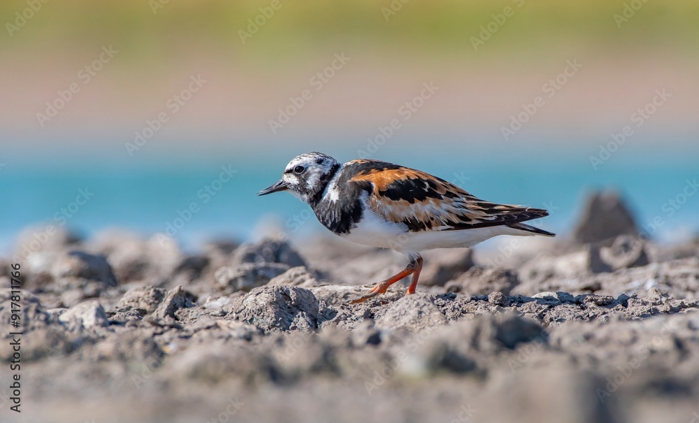 The Ruddy Turnstone (Arenaria interpres) was seen on the shores of Kabakli pond in Diyarbakır.