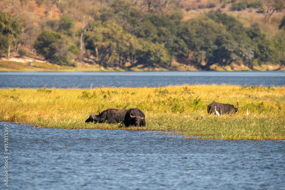 The African buffalo, Syncerus caffer, is a large sub-Saharan African bovine in the Chobe River is the northern boundary of the Chobe National Park, Botswana in Africa The African buffalo, Syncerus caffer, is a large sub-Saharan African bovine in the Chobe River is the northern boundary of the Chobe National Park, Botswana in Africa