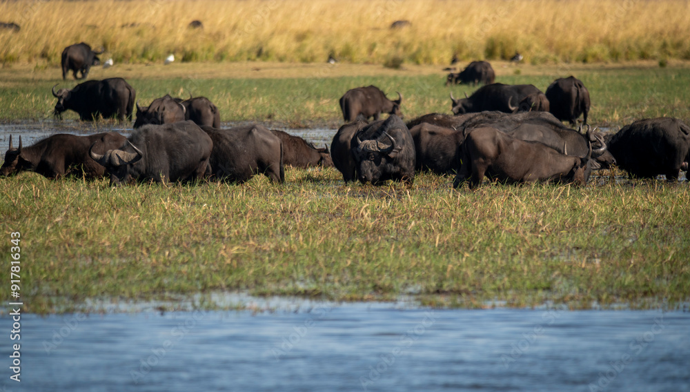The African buffalo, Syncerus caffer, is a large sub-Saharan African bovine in the Chobe River is the northern boundary of the Chobe National Park, Botswana in Africa The African buffalo, Syncerus caffer, is a large sub-Saharan African bovine in the Chobe River is the northern boundary of the Chobe National Park, Botswana in Africa