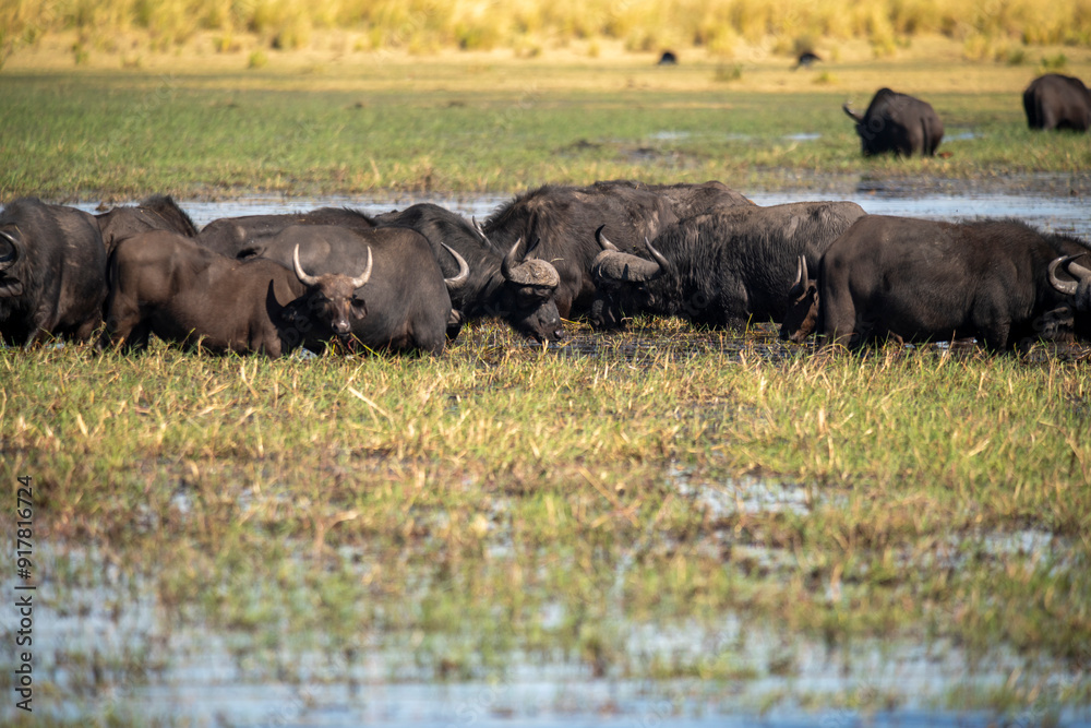 The African buffalo, Syncerus caffer, is a large sub-Saharan African bovine in the Chobe River is the northern boundary of the Chobe National Park, Botswana in Africa The African buffalo, Syncerus caffer, is a large sub-Saharan African bovine in the Chobe River is the northern boundary of the Chobe National Park, Botswana in Africa