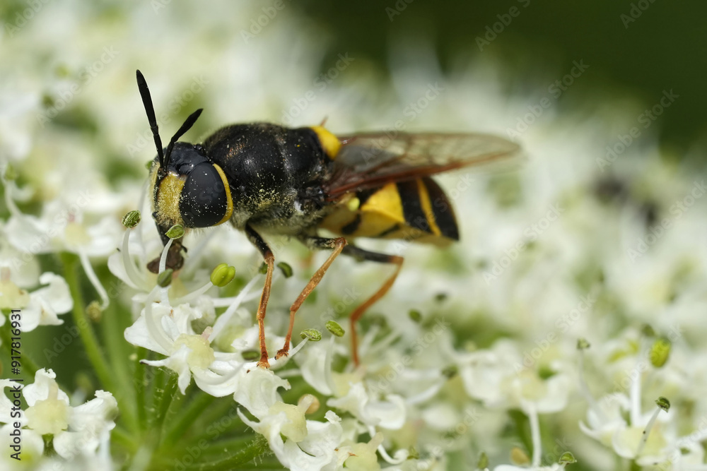 Frontal closeup on the yellow striped European Banded General soldierfly, Stratiomys potamida on a white Heracleum sphondylium flower Frontal closeup on the yellow striped European Banded General soldierfly, Stratiomys potamida on a white Heracleum sphondylium flower