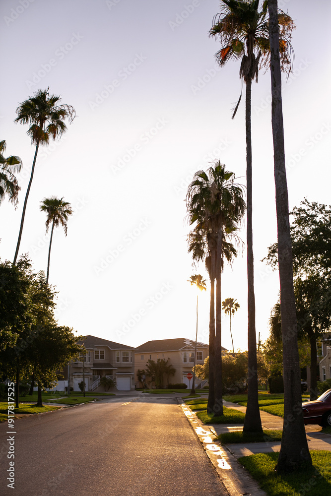 Fototapeta premium Florida Palm trees blowing in the wind in Florida, USA 