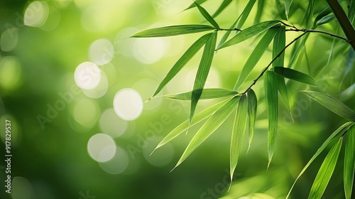 Bamboo leaves elegantly positioned with a seamless green background, creating a calm, natural vibe.