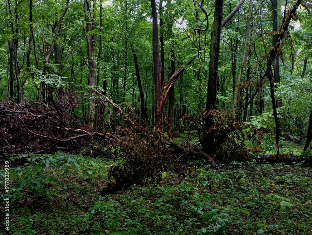 Forest landscape with green trees and broken oak branches lying in the middle of the forest in summer. A forest after a strong wind and broken branches scattered among the trees. Forest landscape with green trees and broken oak branches lying in the middle of the forest in summer. A forest after a strong wind and broken branches scattered among the trees.