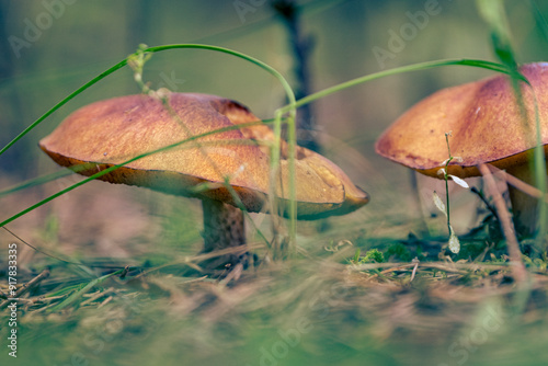 Boletus granulatus, Suillus granulatus, Weeping Bolete, Dotted-stalk Bolete, mushroom in forest photo