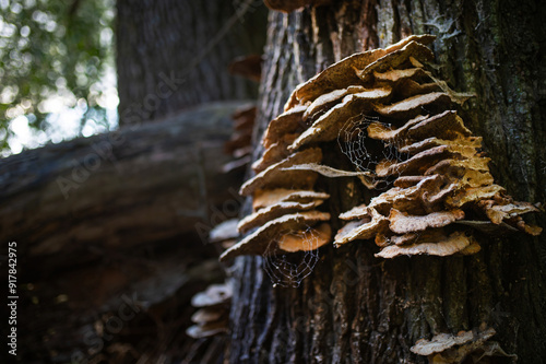 Mushrooms or Fungus on a Tree with Spider Web. National Mushroom Day. Estonia