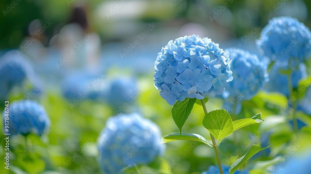 Blue hydrangea flower close-up. Beautiful soft color Hortensia art design. Blue hydrangea flower close-up. Beautiful soft color Hortensia art design.