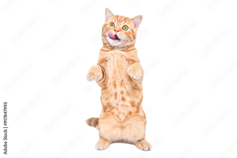 Fototapeta premium Funny red kitten Scottish Straight licking its lips standing on his hind legs isolated on a white background