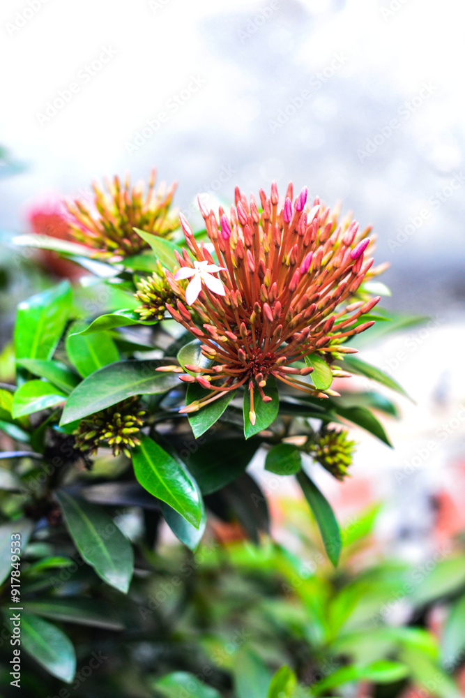 Fototapeta premium Landscpae Natural Trees Flower , beautiful realistic garden flowers.