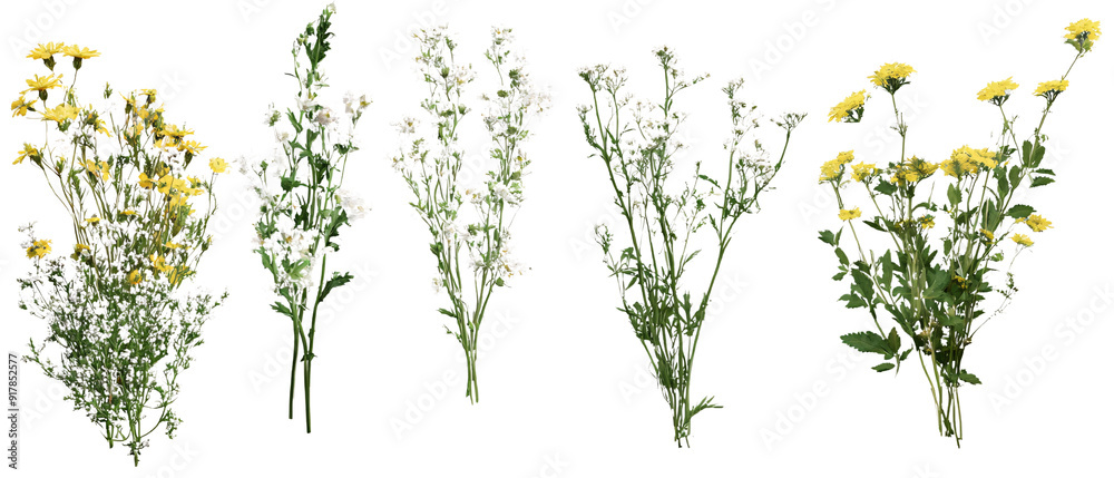 Collection of Yellow and White Wildflowers Isolated on Black Background, Collection of Yellow and White Wildflowers Isolated on Black Bac Collection of Yellow and White Wildflowers Isolated on Black Background, Collection of Yellow and White Wildflowers Isolated on Black Bac