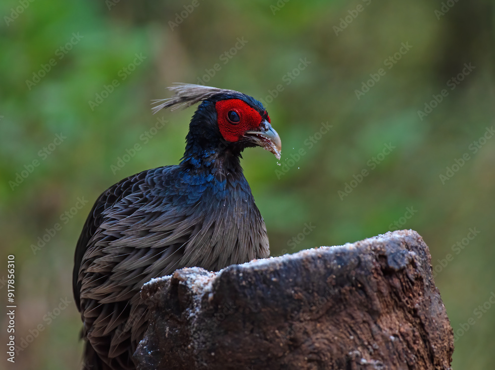 Kalij pheasant bird in its habitat feeding. Close up, selective focus. Kalij pheasant bird in its habitat feeding. Close up, selective focus.