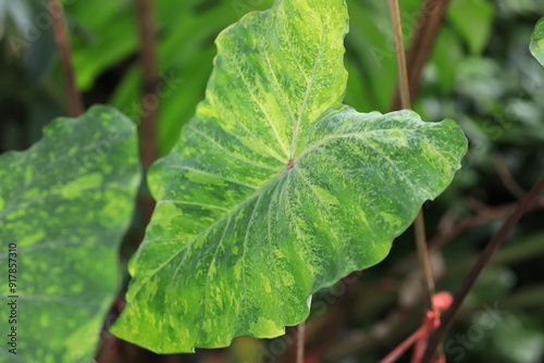 Close-up of a vibrant green variegated leaf showcasing intricate patterns and textures, perfect for nature-inspired designs and botanical studies.