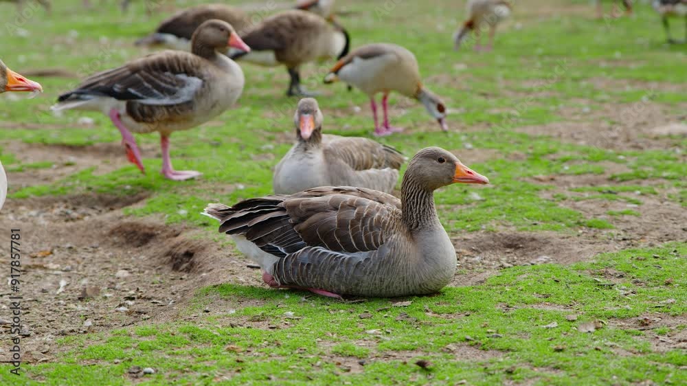 A Greylag Goose (Latin: Anser Anser) seen on the shoreline of a lake in East Anglia, United Kingdom during August. A Greylag Goose (Latin: Anser Anser) seen on the shoreline of a lake in East Anglia, United Kingdom during August.