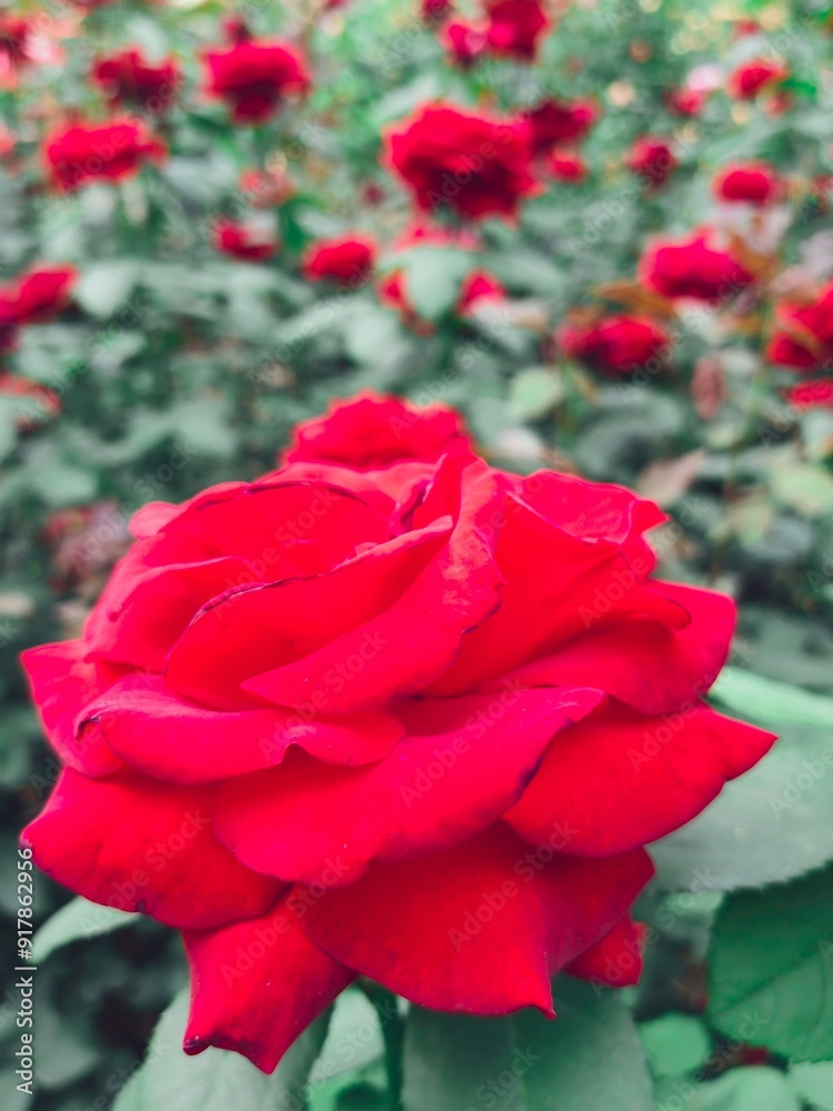 Beautiful roses bloom in a garden plenty of red and pink roses.