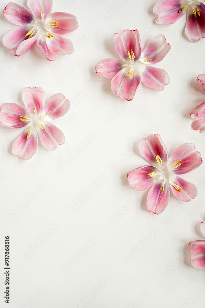 Delicate pink and white tulip petals with vibrant yellow stamens, arranged on a pristine white background. Soft pastel colors and gentle tones Delicate pink and white tulip petals with vibrant yellow stamens, arranged on a pristine white background. Soft pastel colors and gentle tones