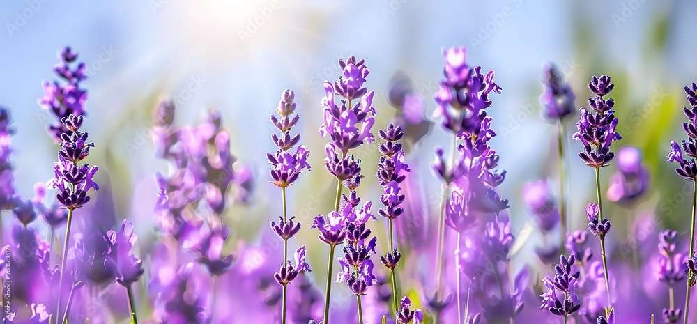 Naklejka premium A field of blooming lavender flowers. The flowers are in full bloom and the colors are vibrant. The photo is taken on a sunny day, with the sun shining through the flowers.