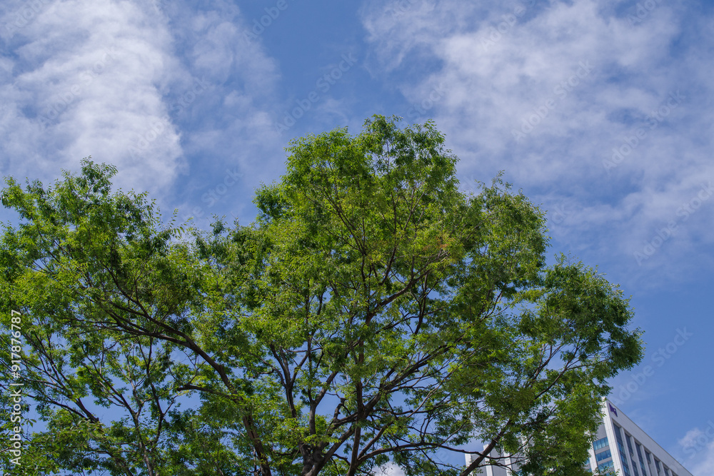 Fototapeta premium 樹木と青空