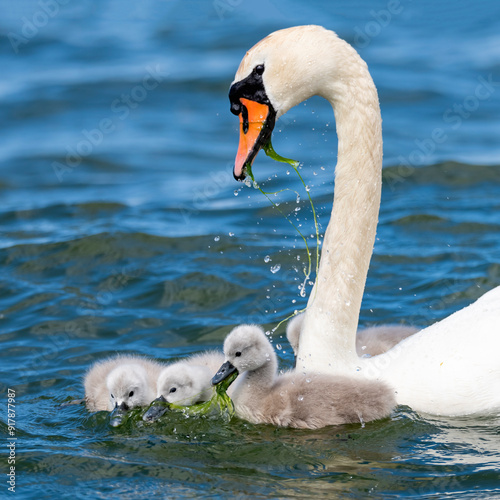 A swan feeds its chicks in the water.