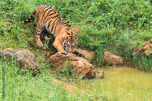 Majestic tiger descending toward a waterhole in lush habitat