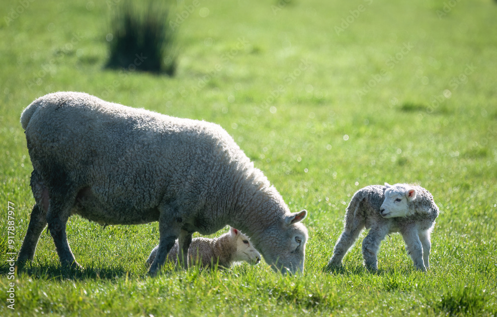 Mother and her baby lambs grazing on green grass. Duder Regional Park. Auckland. Mother and her baby lambs grazing on green grass. Duder Regional Park. Auckland.