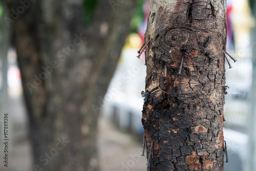 Nails stuck in the tree's surface..