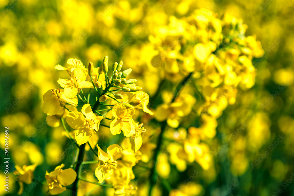 Rapeseed flower closeup.Blooming rapeseed (Brassica napus).Oilseed, canola, colza.Blooming yellow canola flower meadows.Macro photo. Rapeseed flower closeup.Blooming rapeseed (Brassica napus).Oilseed, canola, colza.Blooming yellow canola flower meadows.Macro photo.