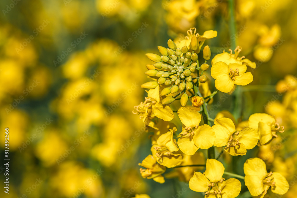 Rapeseed flower closeup.Blooming rapeseed (Brassica napus).Oilseed, canola, colza.Blooming yellow canola flower meadows.Macro photo. Rapeseed flower closeup.Blooming rapeseed (Brassica napus).Oilseed, canola, colza.Blooming yellow canola flower meadows.Macro photo.