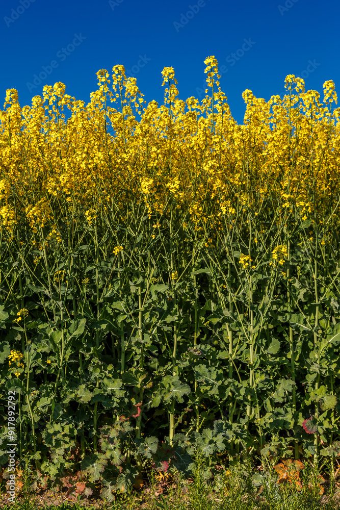 Blooming rapeseed (Brassica napus).Yellow field and blue sky with clouds.Agricultural field with rapeseed plants. Oilseed, canola, colza.Blooming yellow canola flower meadows. Blooming rapeseed (Brassica napus).Yellow field and blue sky with clouds.Agricultural field with rapeseed plants. Oilseed, canola, colza.Blooming yellow canola flower meadows.