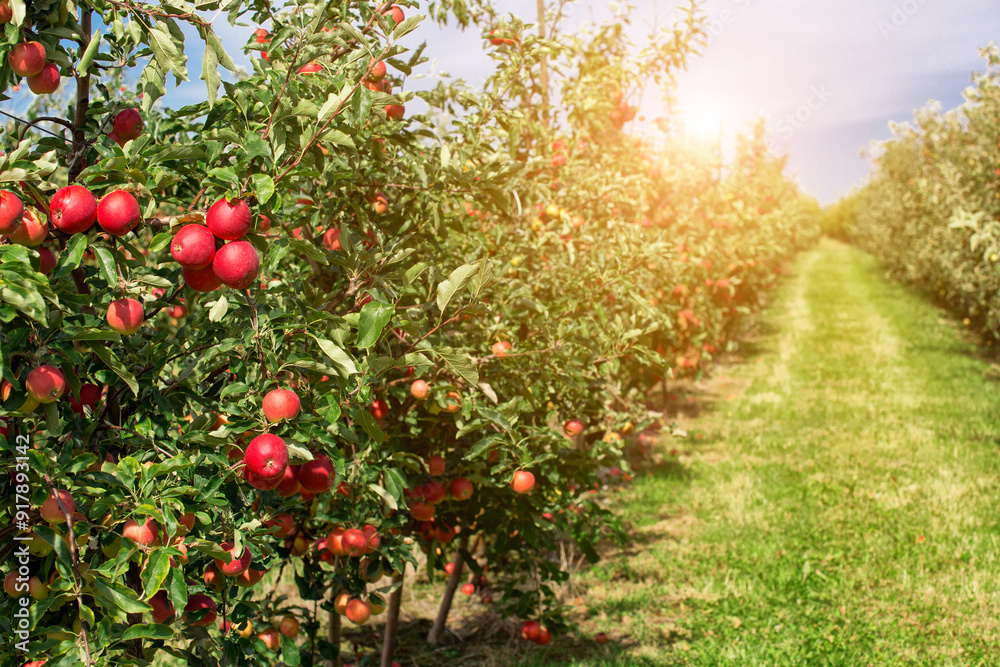 Apple orchard with red ripe apples on branches.Two rows of apple trees full of fruit seen under a blue sky nearly ready for picking.Apple orchard.Morning shot Apple orchard with red ripe apples on branches.Two rows of apple trees full of fruit seen under a blue sky nearly ready for picking.Apple orchard.Morning shot