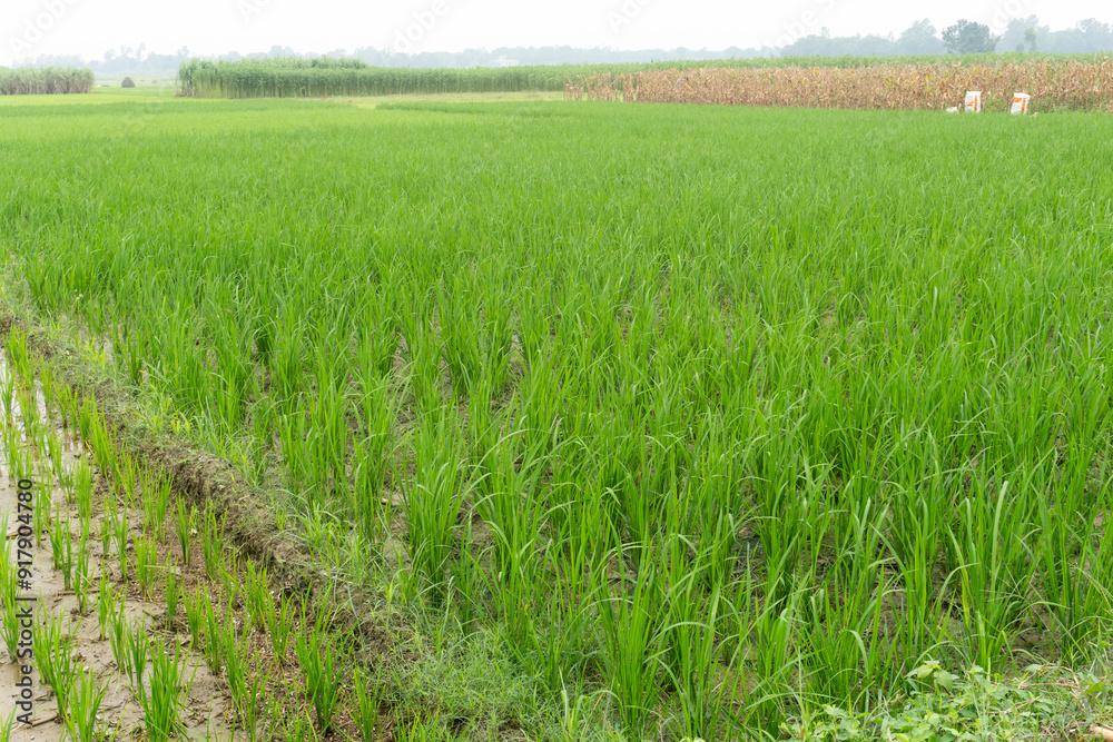 Fresh green rice plant in paddy field. Fresh green rice plant in paddy field.