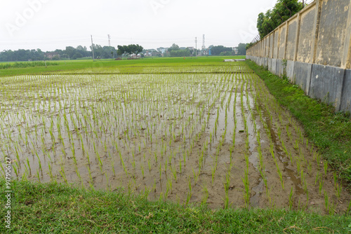 Fresh green rice plant in paddy field.