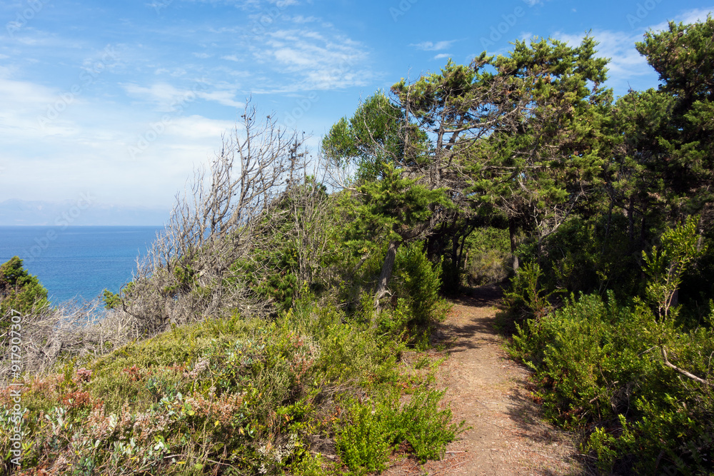 Obraz premium Beautiful path in the forest in Othonoi island, Greece, perfect for long walks